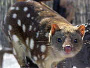 220px_spottedquoll_2005_seanmcclean.jpg